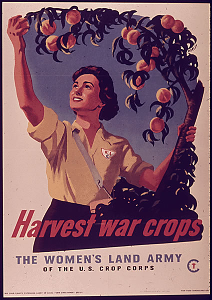 Employment_Women's Land Army_Harvest Crops